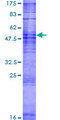 OR10Z1 Protein - 12.5% SDS-PAGE of human OR10Z1 stained with Coomassie Blue