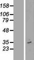 OR12D3 Protein - Western validation with an anti-DDK antibody * L: Control HEK293 lysate R: Over-expression lysate
