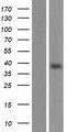 OR13C8 Protein - Western validation with an anti-DDK antibody * L: Control HEK293 lysate R: Over-expression lysate