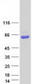 OR13C8 Protein - Purified recombinant protein OR13C8 was analyzed by SDS-PAGE gel and Coomassie Blue Staining