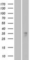 OR1B1 Protein - Western validation with an anti-DDK antibody * L: Control HEK293 lysate R: Over-expression lysate