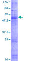OR1D5 Protein - 12.5% SDS-PAGE of human OR1D5 stained with Coomassie Blue