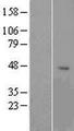 OR1G1 Protein - Western validation with an anti-DDK antibody * L: Control HEK293 lysate R: Over-expression lysate