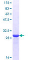 OR1I1 Protein - 12.5% SDS-PAGE Stained with Coomassie Blue.
