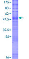 OR1J1 Protein - 12.5% SDS-PAGE of human OR1J1 stained with Coomassie Blue