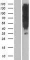 OR1K1 Protein - Western validation with an anti-DDK antibody * L: Control HEK293 lysate R: Over-expression lysate