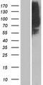 OR1L8 Protein - Western validation with an anti-DDK antibody * L: Control HEK293 lysate R: Over-expression lysate