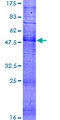 OR1M1 Protein - 12.5% SDS-PAGE of human OR1M1 stained with Coomassie Blue