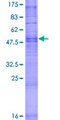 OR1Q1 Protein - 12.5% SDS-PAGE of human OR1Q1 stained with Coomassie Blue