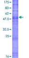 OR2A12 Protein - 12.5% SDS-PAGE of human OR2A12 stained with Coomassie Blue