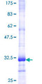 OR2A42 Protein - 12.5% SDS-PAGE Stained with Coomassie Blue.