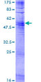 OR2AG1 Protein - 12.5% SDS-PAGE of human OR2AG1 stained with Coomassie Blue