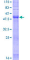 OR2F2 Protein - 12.5% SDS-PAGE of human OR2F2 stained with Coomassie Blue