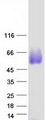 OR2J2 Protein - Purified recombinant protein OR2J2 was analyzed by SDS-PAGE gel and Coomassie Blue Staining