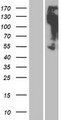 OR2M3 Protein - Western validation with an anti-DDK antibody * L: Control HEK293 lysate R: Over-expression lysate