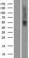OR2T5 Protein - Western validation with an anti-DDK antibody * L: Control HEK293 lysate R: Over-expression lysate