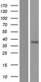 OR2Z Protein - Western validation with an anti-DDK antibody * L: Control HEK293 lysate R: Over-expression lysate