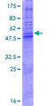 OR4A47 Protein - 12.5% SDS-PAGE of human OR4A47 stained with Coomassie Blue