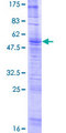 OR4D11 Protein - 12.5% SDS-PAGE of human OR4D11 stained with Coomassie Blue
