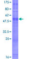 OR4D5 Protein - 12.5% SDS-PAGE of human OR4D5 stained with Coomassie Blue