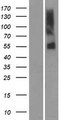OR51A7 Protein - Western validation with an anti-DDK antibody * L: Control HEK293 lysate R: Over-expression lysate