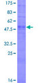 OR51G2 Protein - 12.5% SDS-PAGE of human OR51G2 stained with Coomassie Blue