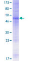 OR51L1 Protein - 12.5% SDS-PAGE of human OR51L1 stained with Coomassie Blue