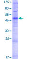 OR52B2 Protein - 12.5% SDS-PAGE of human OR52B2 stained with Coomassie Blue