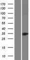 OR52B4 Protein - Western validation with an anti-DDK antibody * L: Control HEK293 lysate R: Over-expression lysate