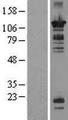 OR52N1 Protein - Western validation with an anti-DDK antibody * L: Control HEK293 lysate R: Over-expression lysate