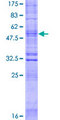 OR52N5 Protein - 12.5% SDS-PAGE of human OR52N5 stained with Coomassie Blue