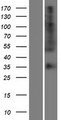OR56B4 Protein - Western validation with an anti-DDK antibody * L: Control HEK293 lysate R: Over-expression lysate
