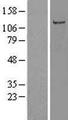 OR5AC2 / HSA1 Protein - Western validation with an anti-DDK antibody * L: Control HEK293 lysate R: Over-expression lysate