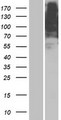 OR5AR1 Protein - Western validation with an anti-DDK antibody * L: Control HEK293 lysate R: Over-expression lysate