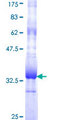 OR5B21 Protein - 12.5% SDS-PAGE Stained with Coomassie Blue.
