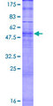 OR5D16 Protein - 12.5% SDS-PAGE of human OR5D16 stained with Coomassie Blue