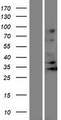 OR5J2 Protein - Western validation with an anti-DDK antibody * L: Control HEK293 lysate R: Over-expression lysate
