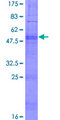 OR5M1 Protein - 12.5% SDS-PAGE of human OR5M1 stained with Coomassie Blue
