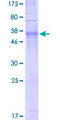 OR5V1 Protein - 12.5% SDS-PAGE of human OR5V1 stained with Coomassie Blue