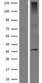 OR5W2 Protein - Western validation with an anti-DDK antibody * L: Control HEK293 lysate R: Over-expression lysate