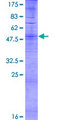 OR6B3 Protein - 12.5% SDS-PAGE of human OR6B3 stained with Coomassie Blue