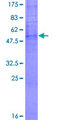 OR6C3 Protein - 12.5% SDS-PAGE of human OR6C3 stained with Coomassie Blue