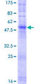 OR6M1 Protein - 12.5% SDS-PAGE of human OR6M1 stained with Coomassie Blue