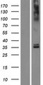 OR6N2 Protein - Western validation with an anti-DDK antibody * L: Control HEK293 lysate R: Over-expression lysate