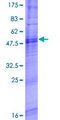 OR8A1 Protein - 12.5% SDS-PAGE of human OR8A1 stained with Coomassie Blue