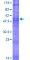 OR8B12 Protein - 12.5% SDS-PAGE of human OR8B12 stained with Coomassie Blue