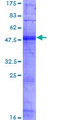 OR8D1 Protein - 12.5% SDS-PAGE of human OR8D1 stained with Coomassie Blue
