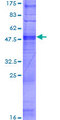 OR8D2 Protein - 12.5% SDS-PAGE of human OR8D2 stained with Coomassie Blue