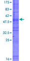OR8D4 Protein - 12.5% SDS-PAGE of human OR8D4 stained with Coomassie Blue