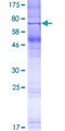 OR8G1 Protein - 12.5% SDS-PAGE of human OR8G1 stained with Coomassie Blue